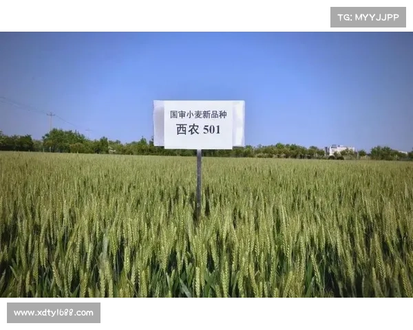 提升小麦国家队比赛表现的策略与方法分析